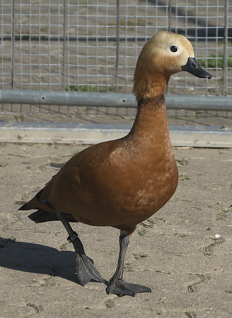 據中